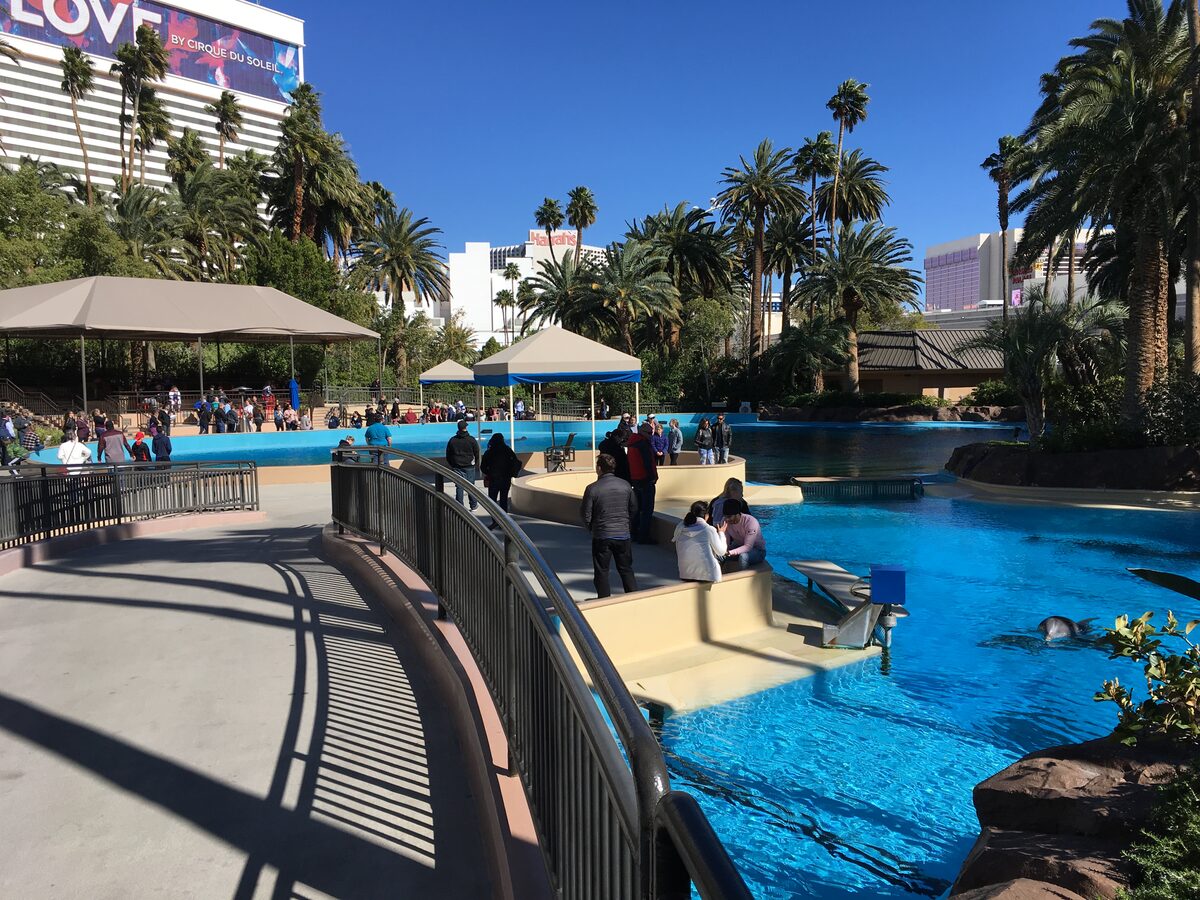 The Mirage казино — Dolphin Habitat at The Mirage